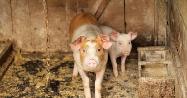 3E106157179969B7Ba0906C3Cd594680