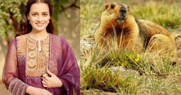 3C4C490Da189E54207315D2C11Dff53C