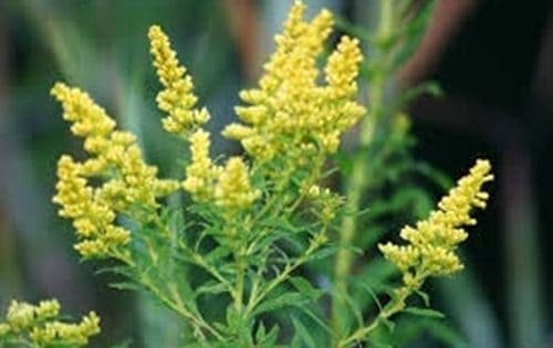 2389963F98B9B8640E818066Ade485B1