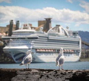 Over 300 People On Texas-Mexico Cruise Ship Fall Ill: Cdc