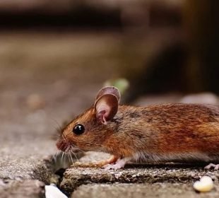 Groundbreaking: Japanese Scientists Successfully Engineer Bi-Parental Mice Using Revolutionary Genetic Techniques