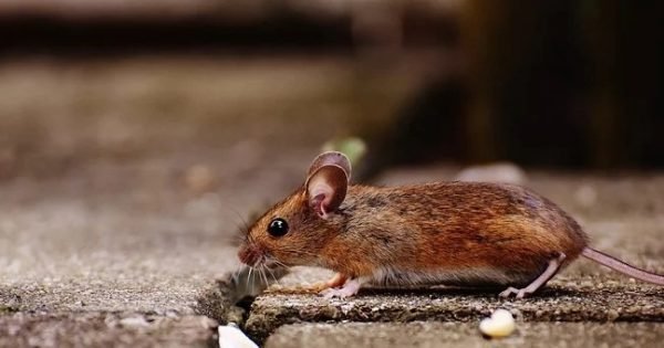 Groundbreaking: Japanese Scientists Successfully Engineer Bi-Parental Mice Using Revolutionary Genetic Techniques