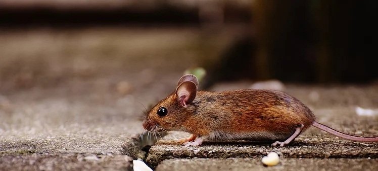 Groundbreaking: Japanese Scientists Successfully Engineer Bi-Parental Mice Using Revolutionary Genetic Techniques
