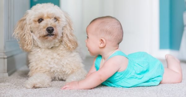 Dbccda6A7945Dd0A824B53D83Ced2009