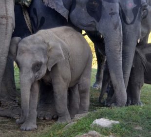 Tn Forest Dept Tracking Movement Of Orphaned Calves