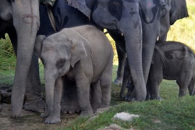 Tn Forest Dept Tracking Movement Of Orphaned Calves