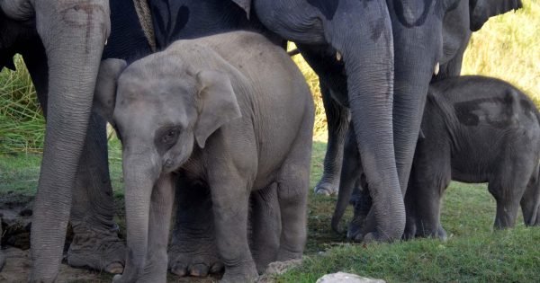 Tn Forest Dept Tracking Movement Of Orphaned Calves