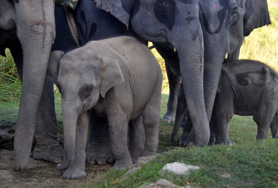Tn Forest Dept Tracking Movement Of Orphaned Calves