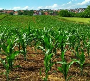 11Ca7647Eaf507B42B0Cd0390Eca6Dd3