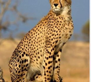 D563F2C4B3Ff0Cd7526Dbe5173827Ba3