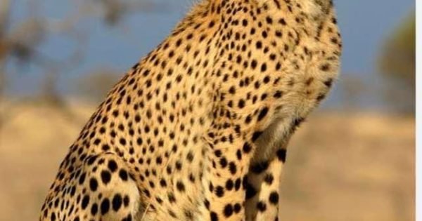 D563F2C4B3Ff0Cd7526Dbe5173827Ba3